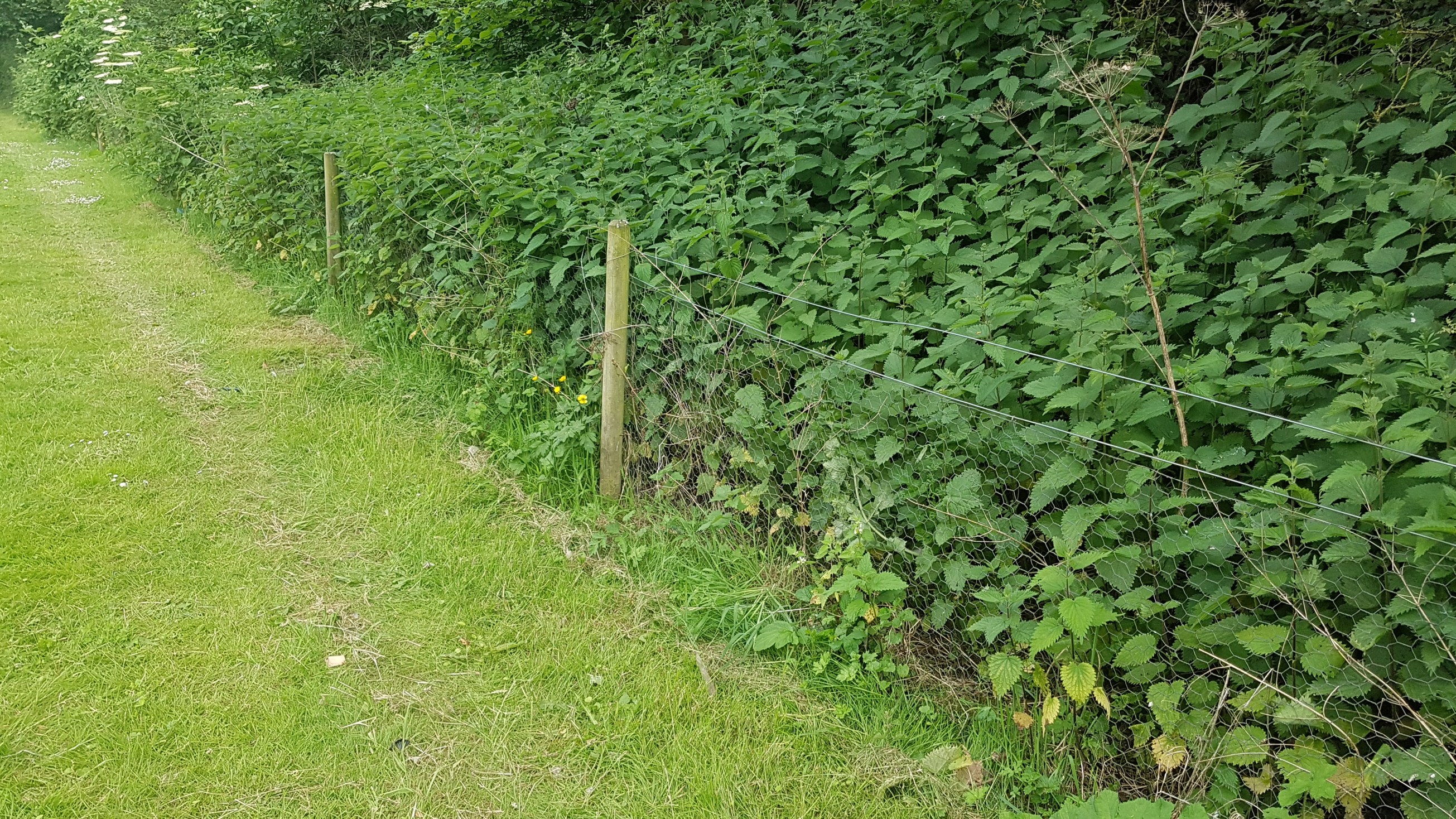 allotment-fencing