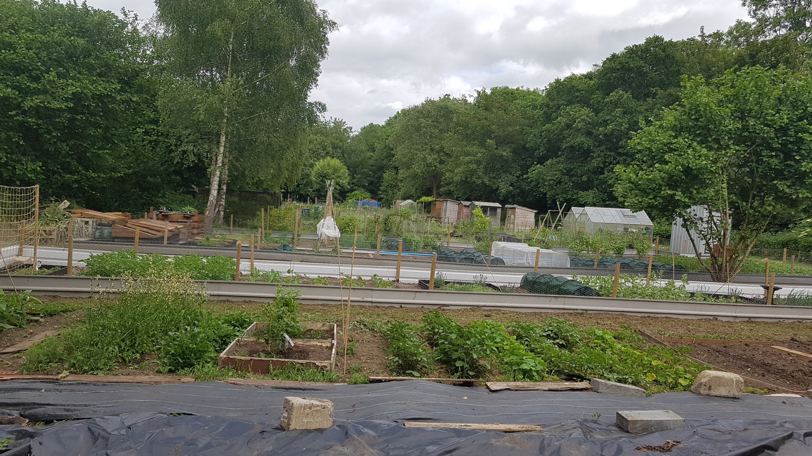 allotments-looking-east