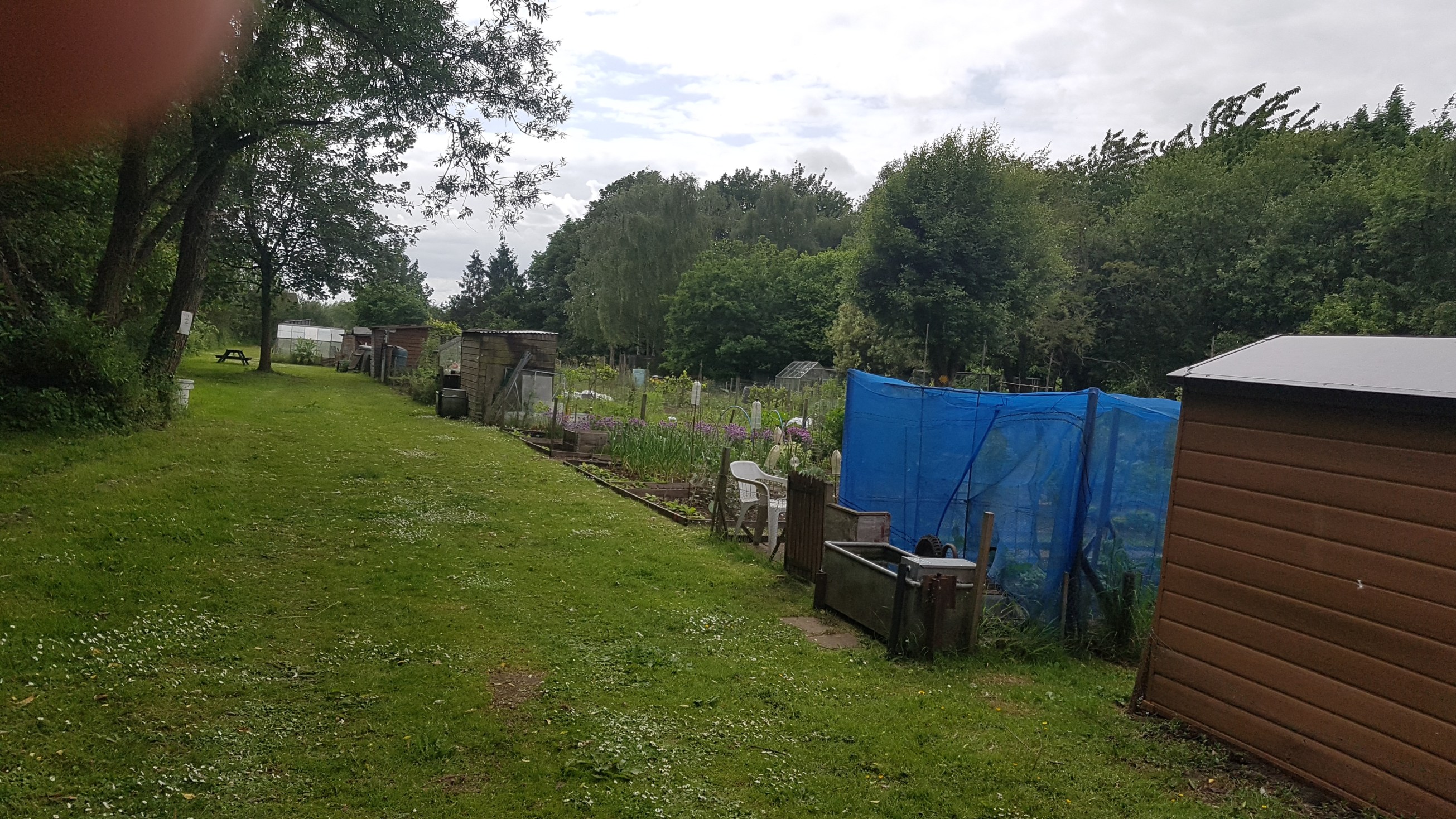 allotments-looking-west